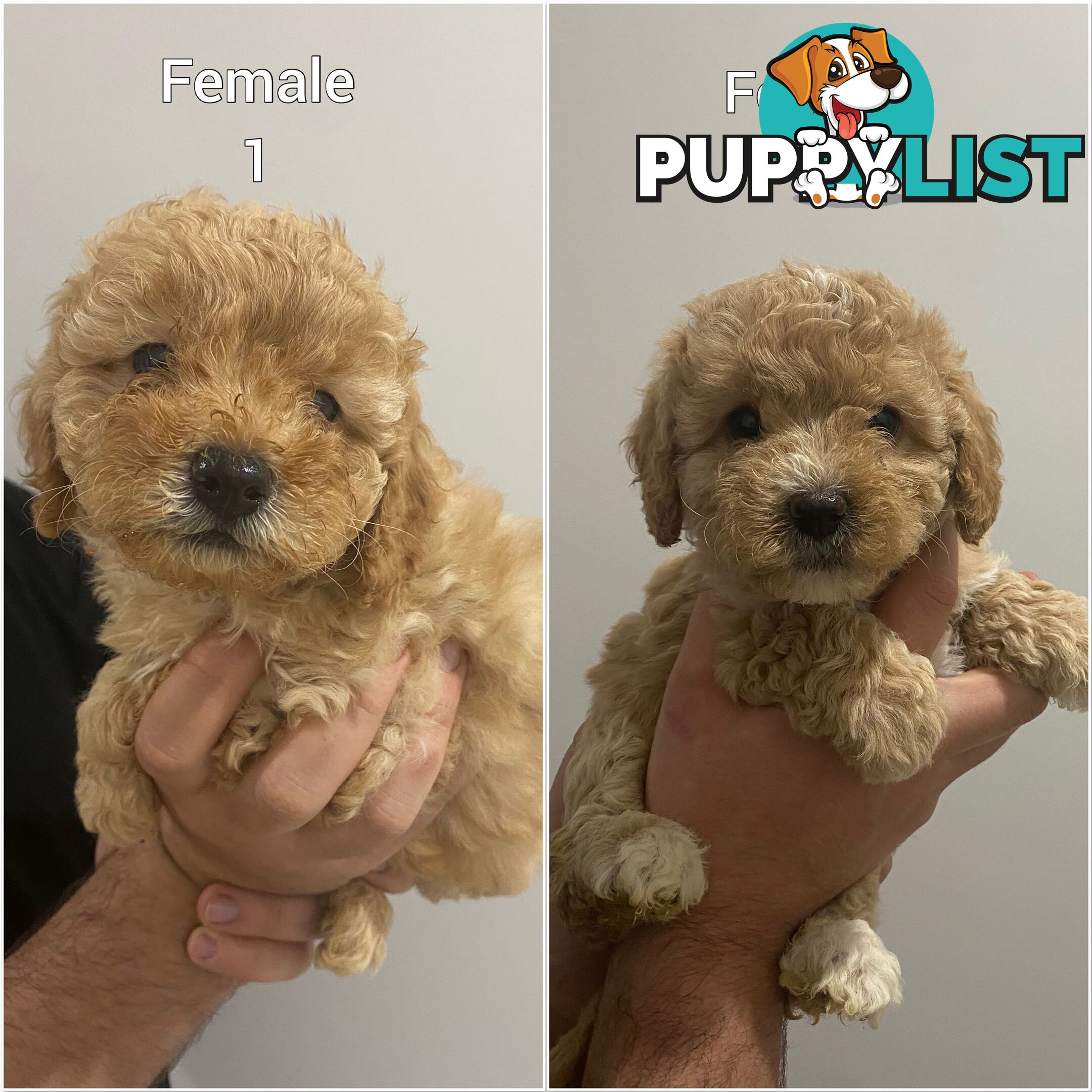 Cavoodle puppies