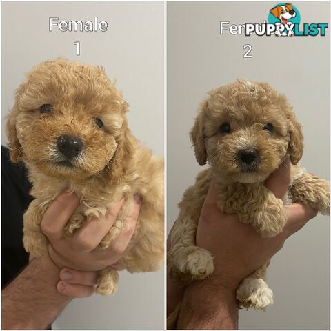 Cavoodle puppies