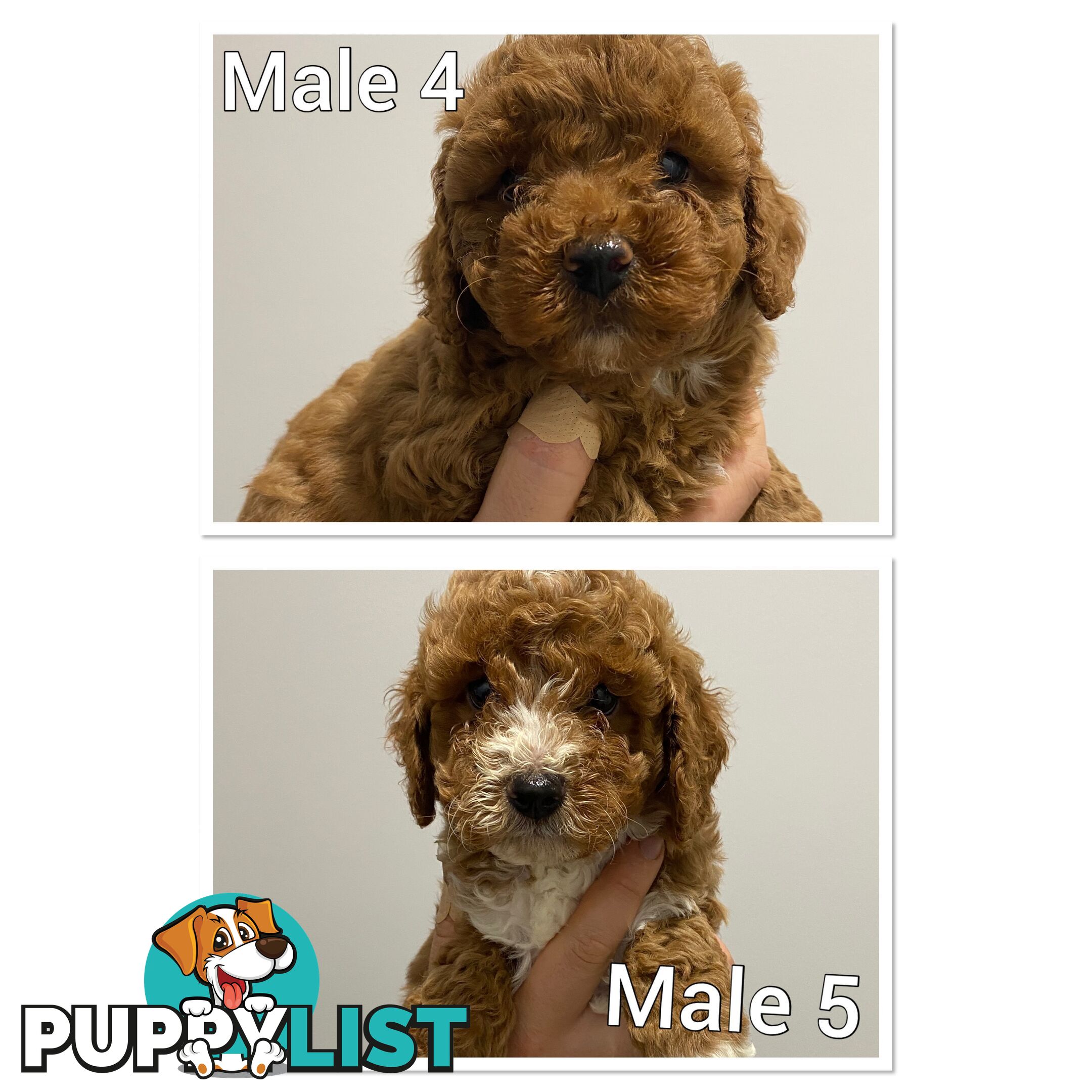 Cavoodle puppies