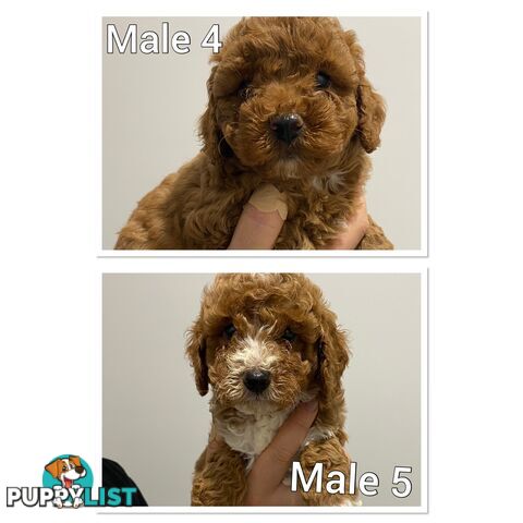 Cavoodle puppies