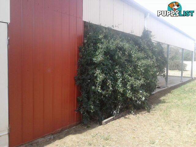 75 Cobram St BERRIGAN NSW 2712