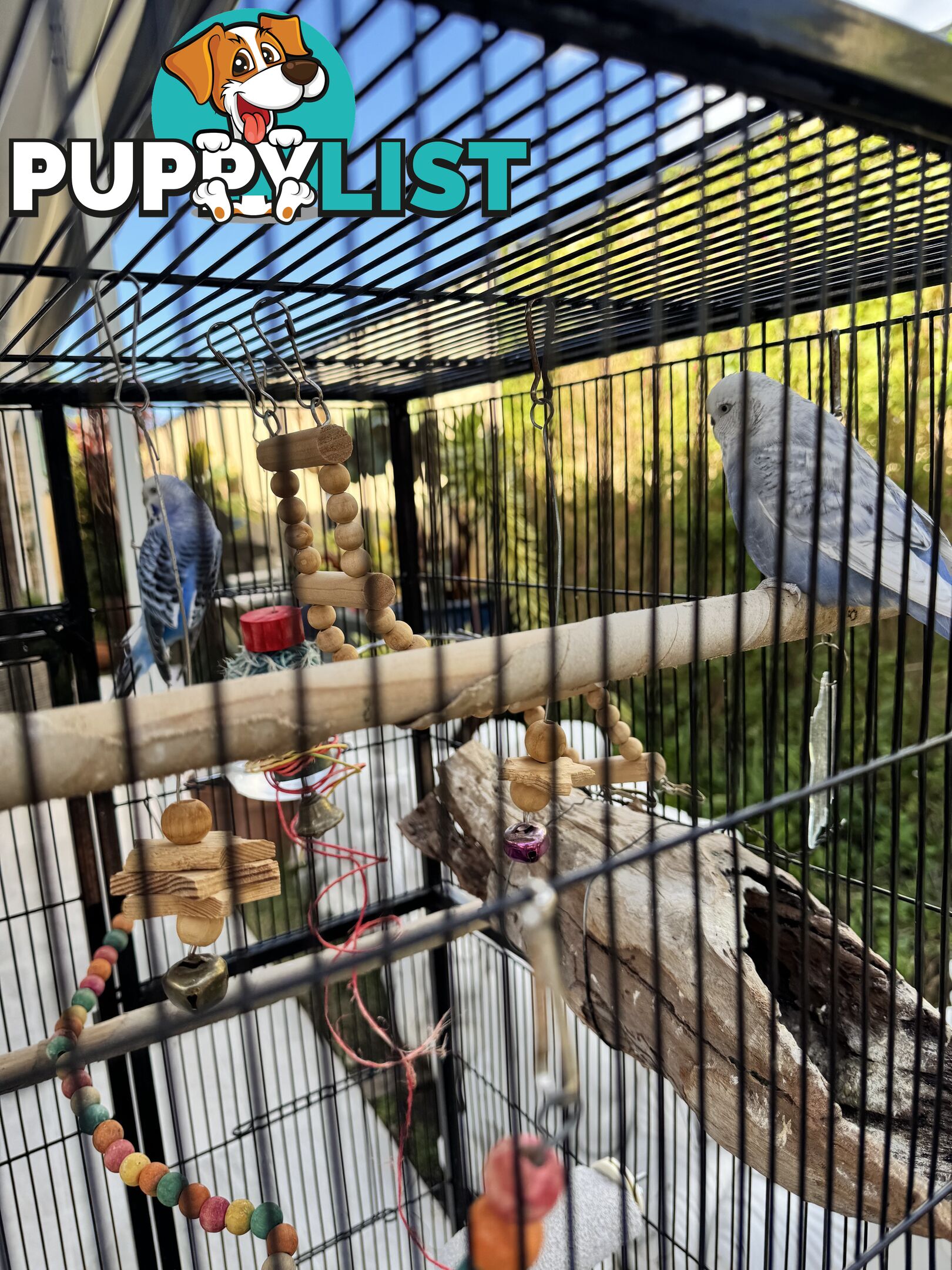 Birds Lovebirds and Budgies