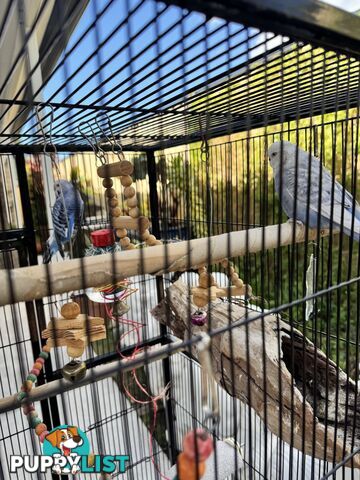 Birds Lovebirds and Budgies