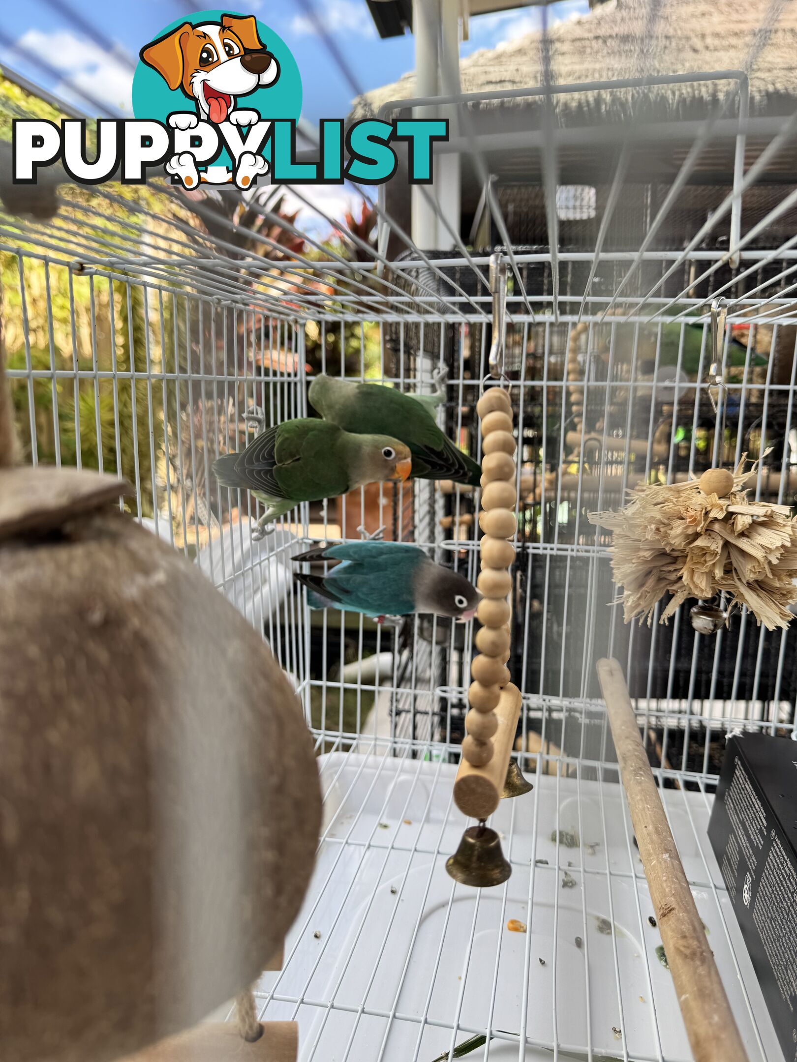 Birds Lovebirds and Budgies