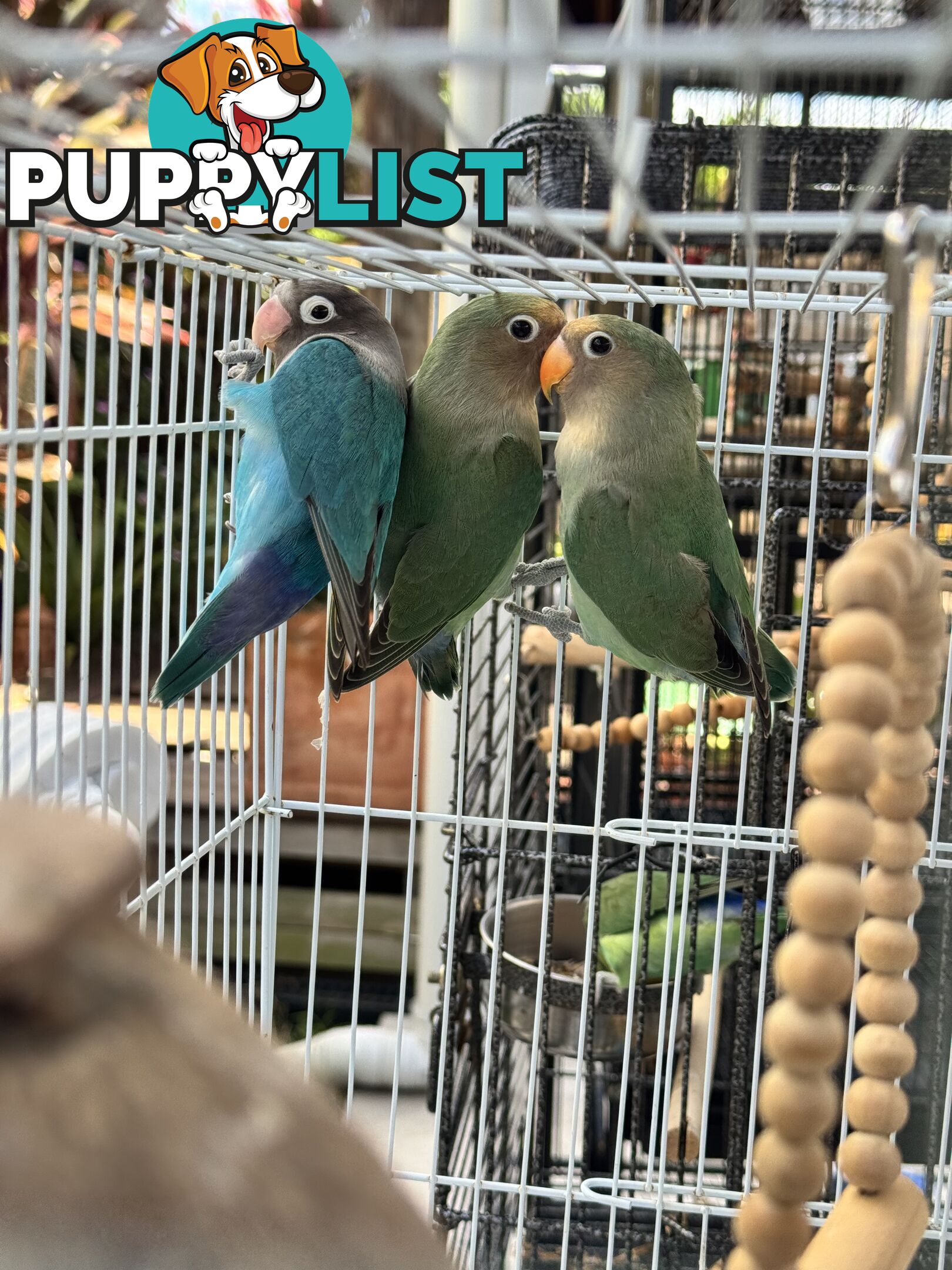 Birds Lovebirds and Budgies