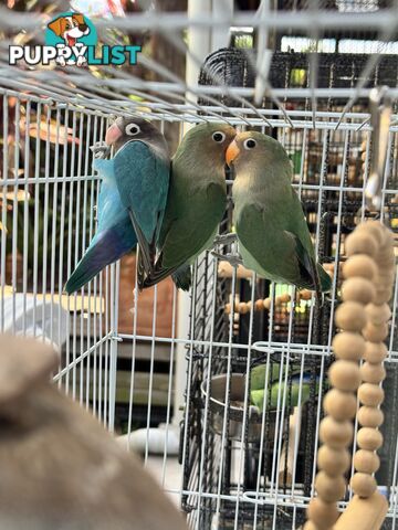 Birds Lovebirds and Budgies