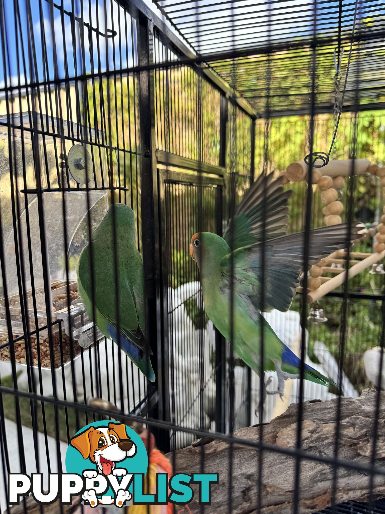 Birds Lovebirds and Budgies