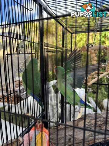 Birds Lovebirds and Budgies