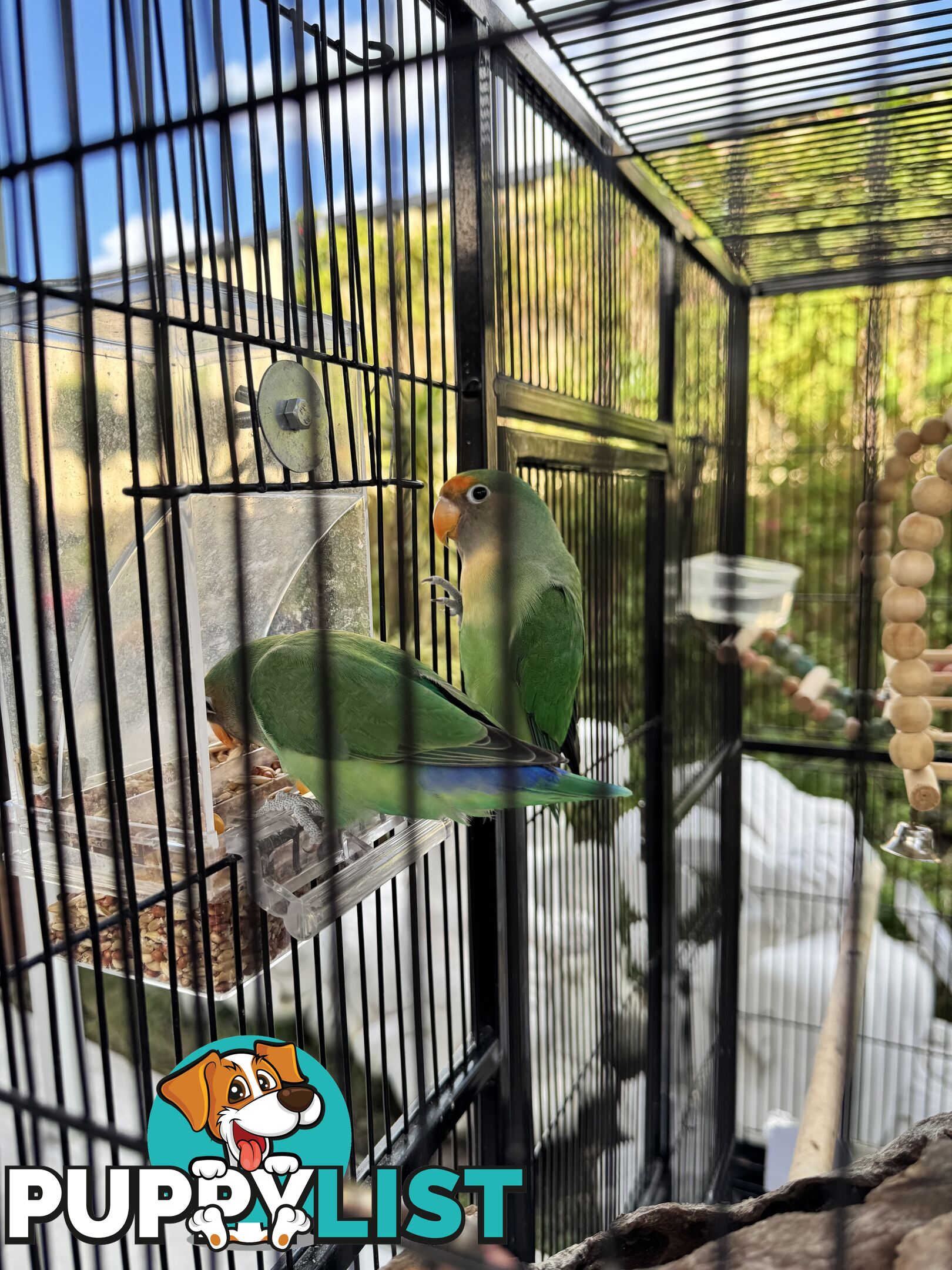 Birds Lovebirds and Budgies