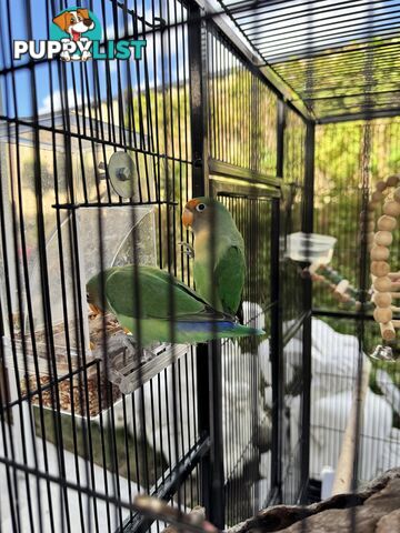 Birds Lovebirds and Budgies