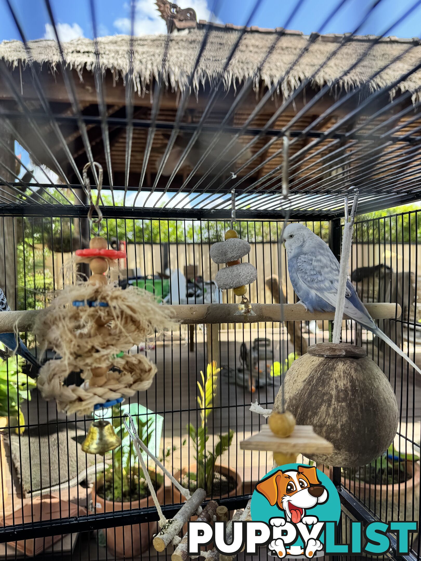 Birds Lovebirds and Budgies