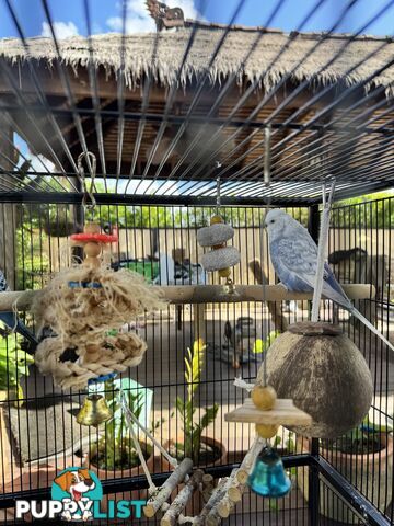 Birds Lovebirds and Budgies