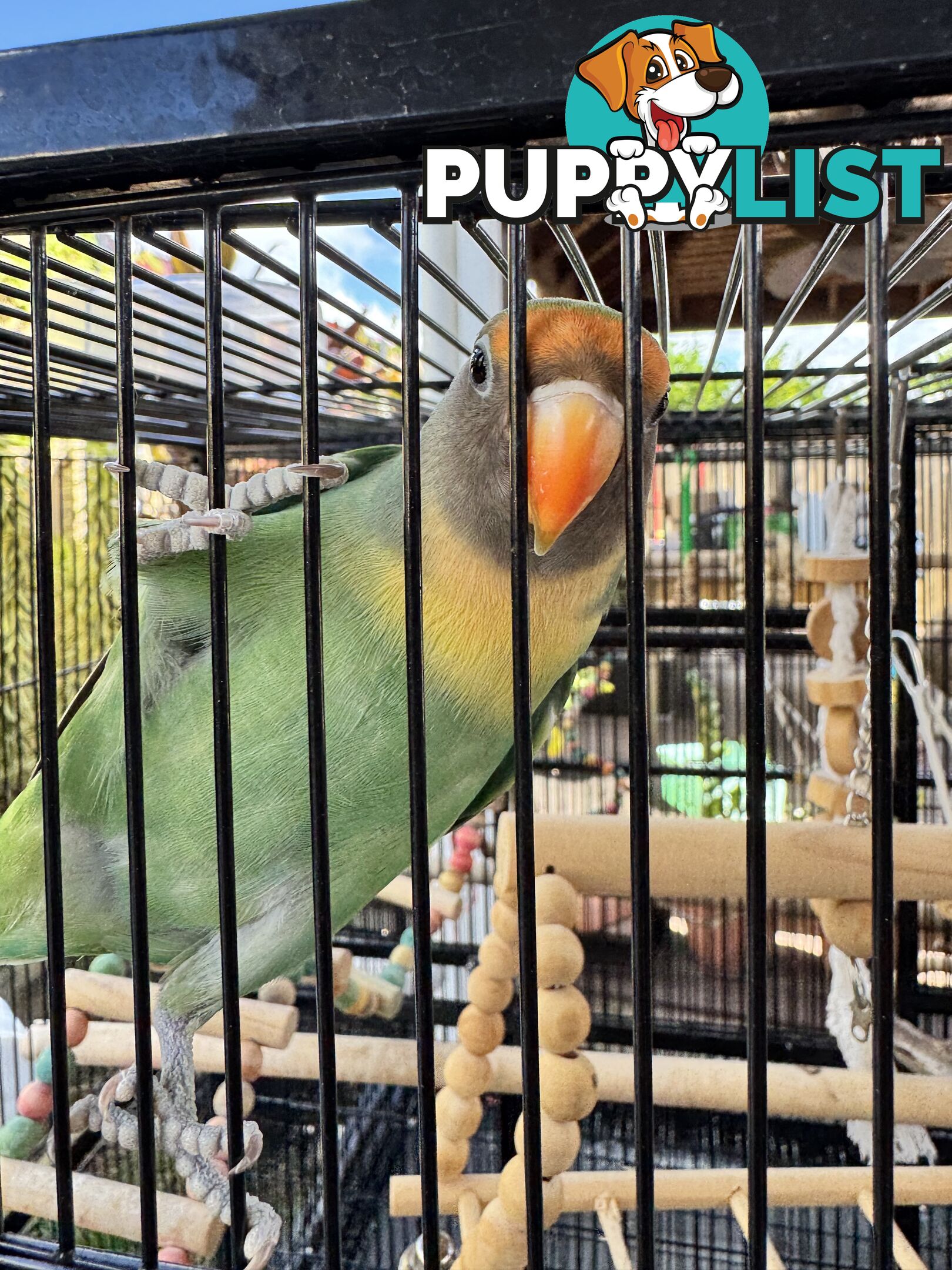 Birds Lovebirds and Budgies