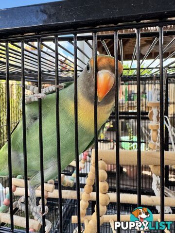 Birds Lovebirds and Budgies
