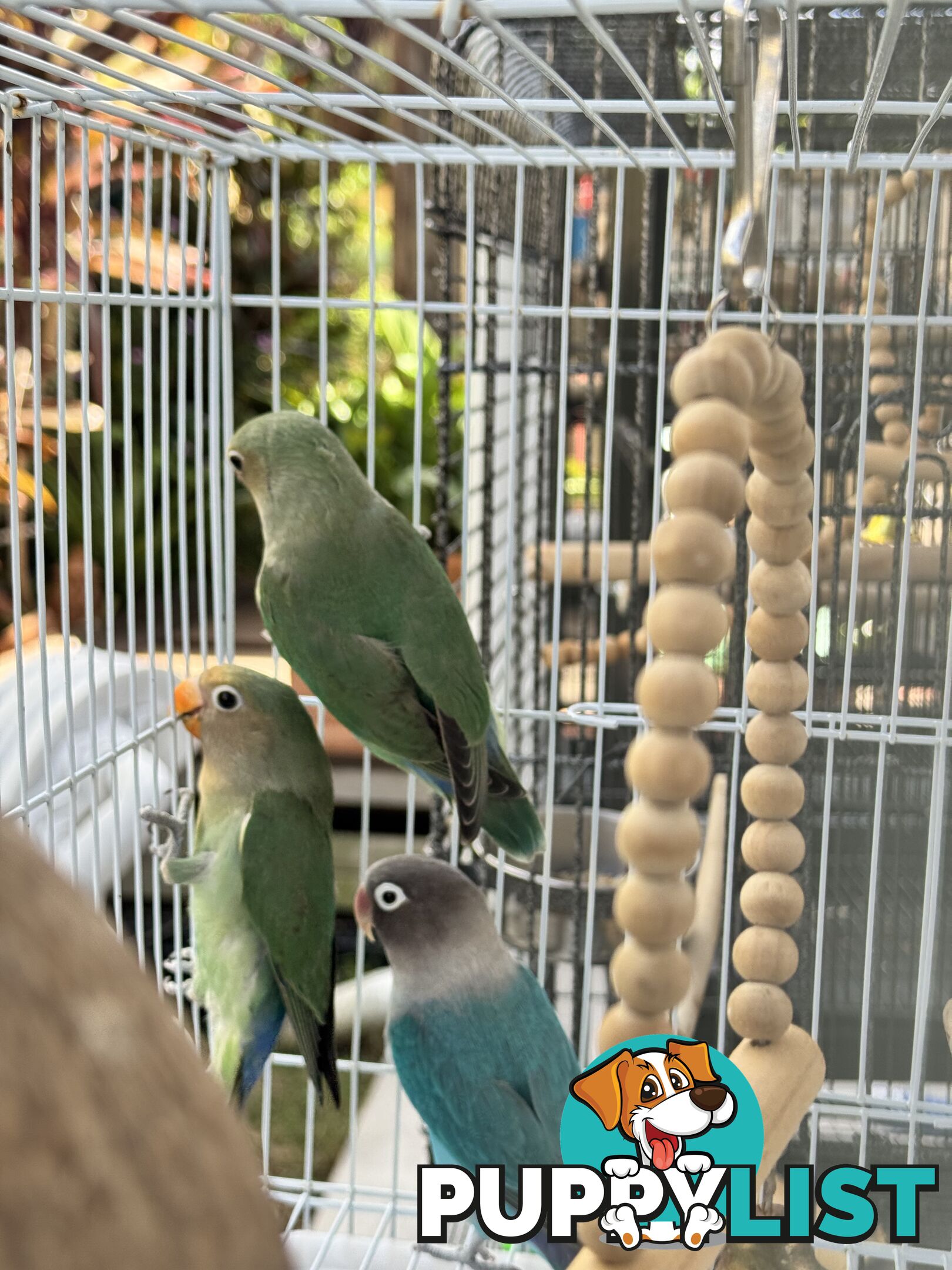 Birds Lovebirds and Budgies