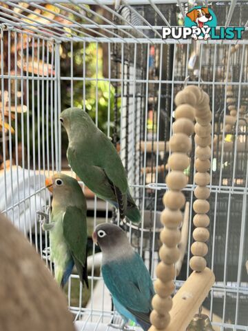 Birds Lovebirds and Budgies