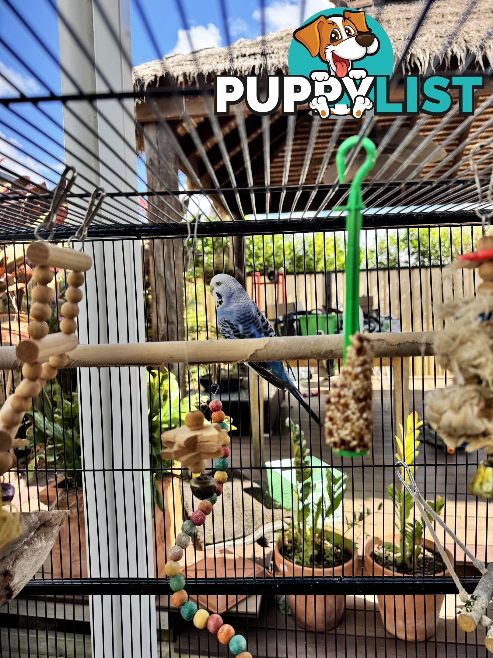 Birds Lovebirds and Budgies