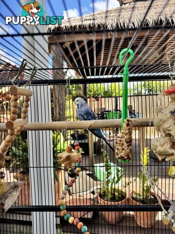 Birds Lovebirds and Budgies