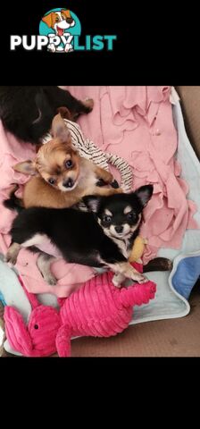 Chihuahua Pure breed Long hair Apple Head pups