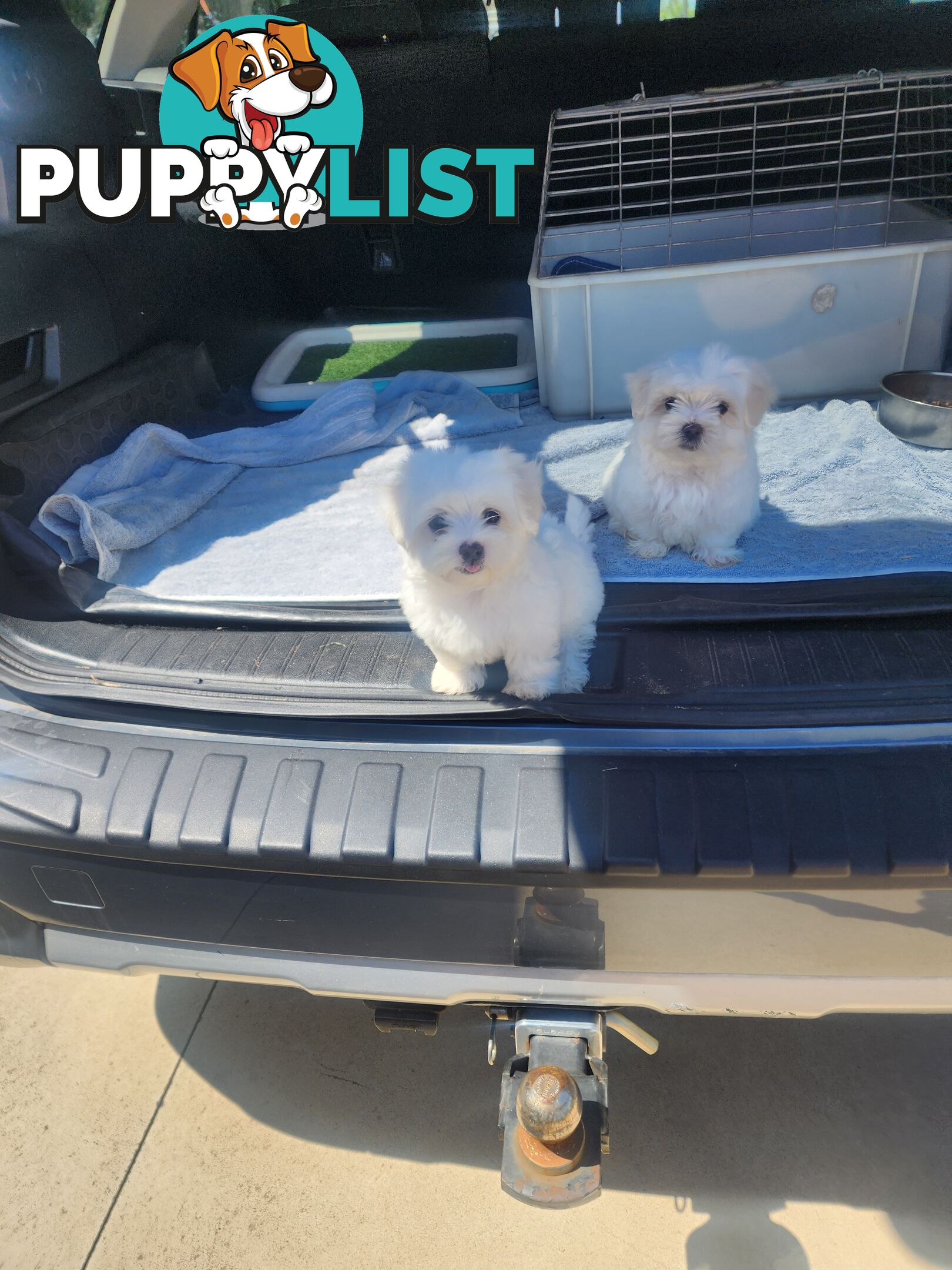 Maltese puppies purebred