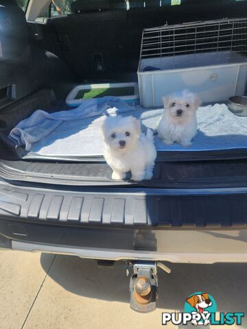 Maltese puppies purebred