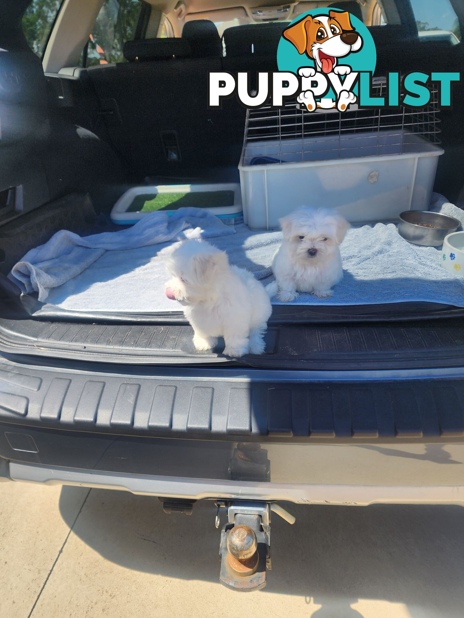 Maltese puppies purebred