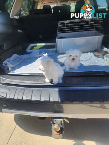 Maltese puppies purebred