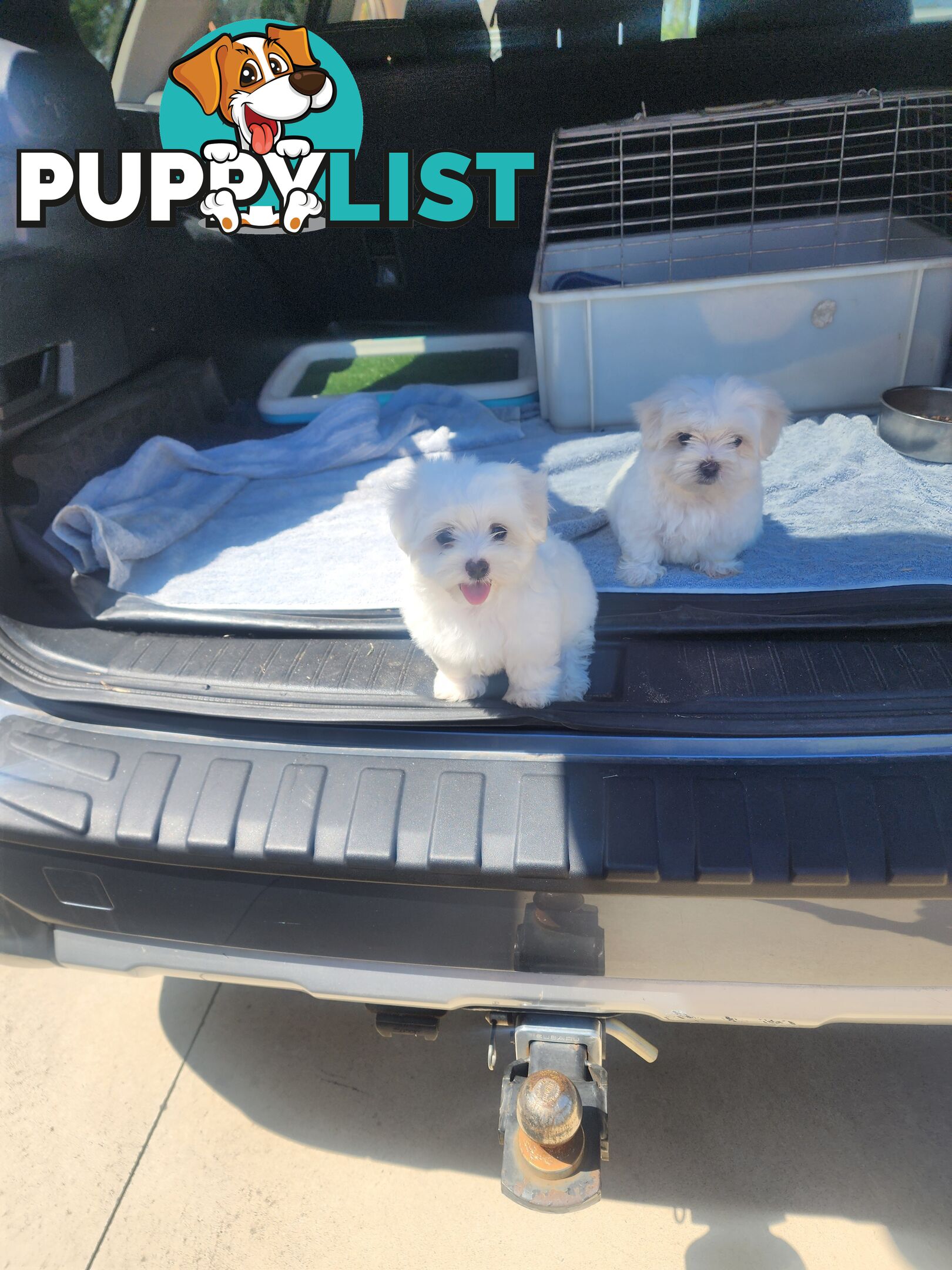 Maltese puppies purebred