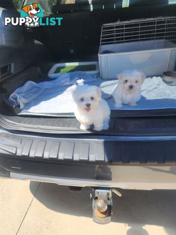 Maltese puppies purebred