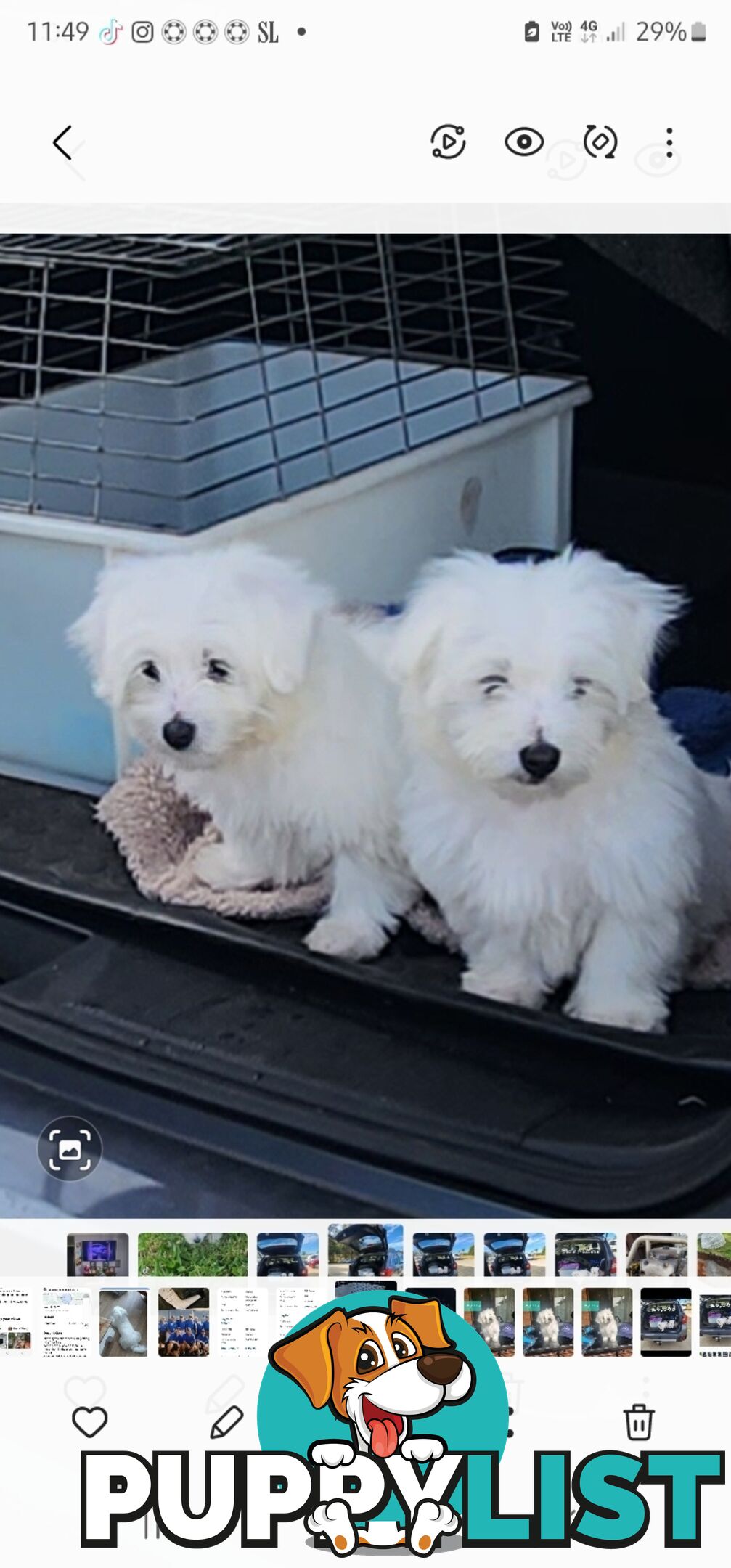 Maltese puppies purebred