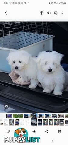 Maltese puppies purebred