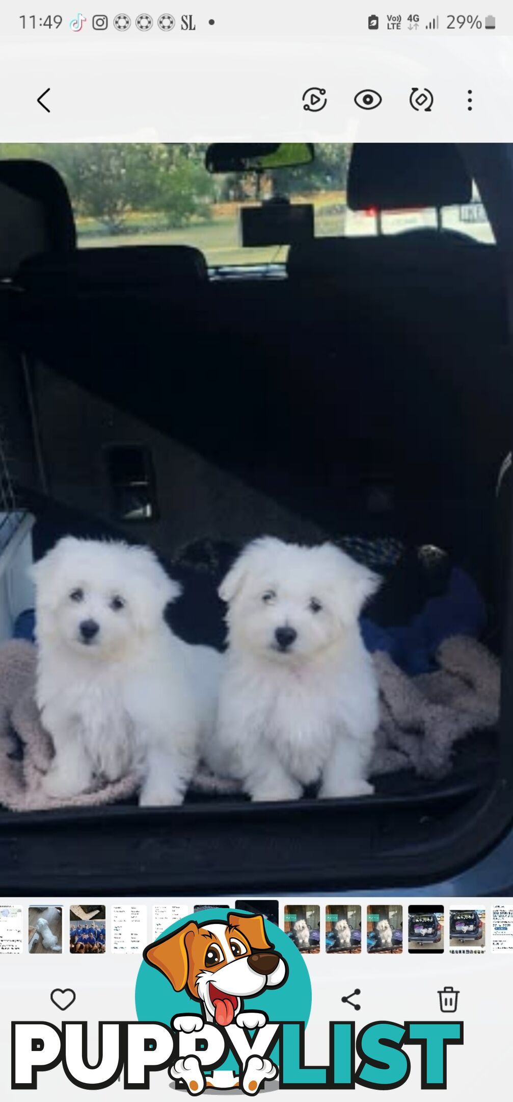 Maltese puppies purebred