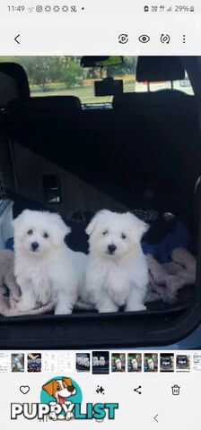 Maltese puppies purebred