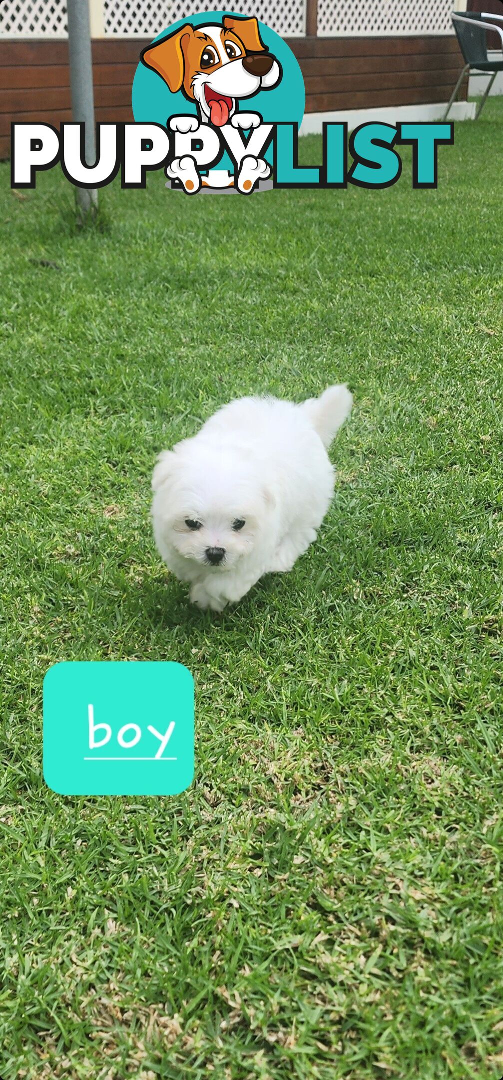 Maltese puppies