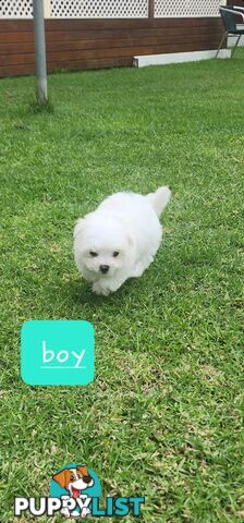 Maltese puppies