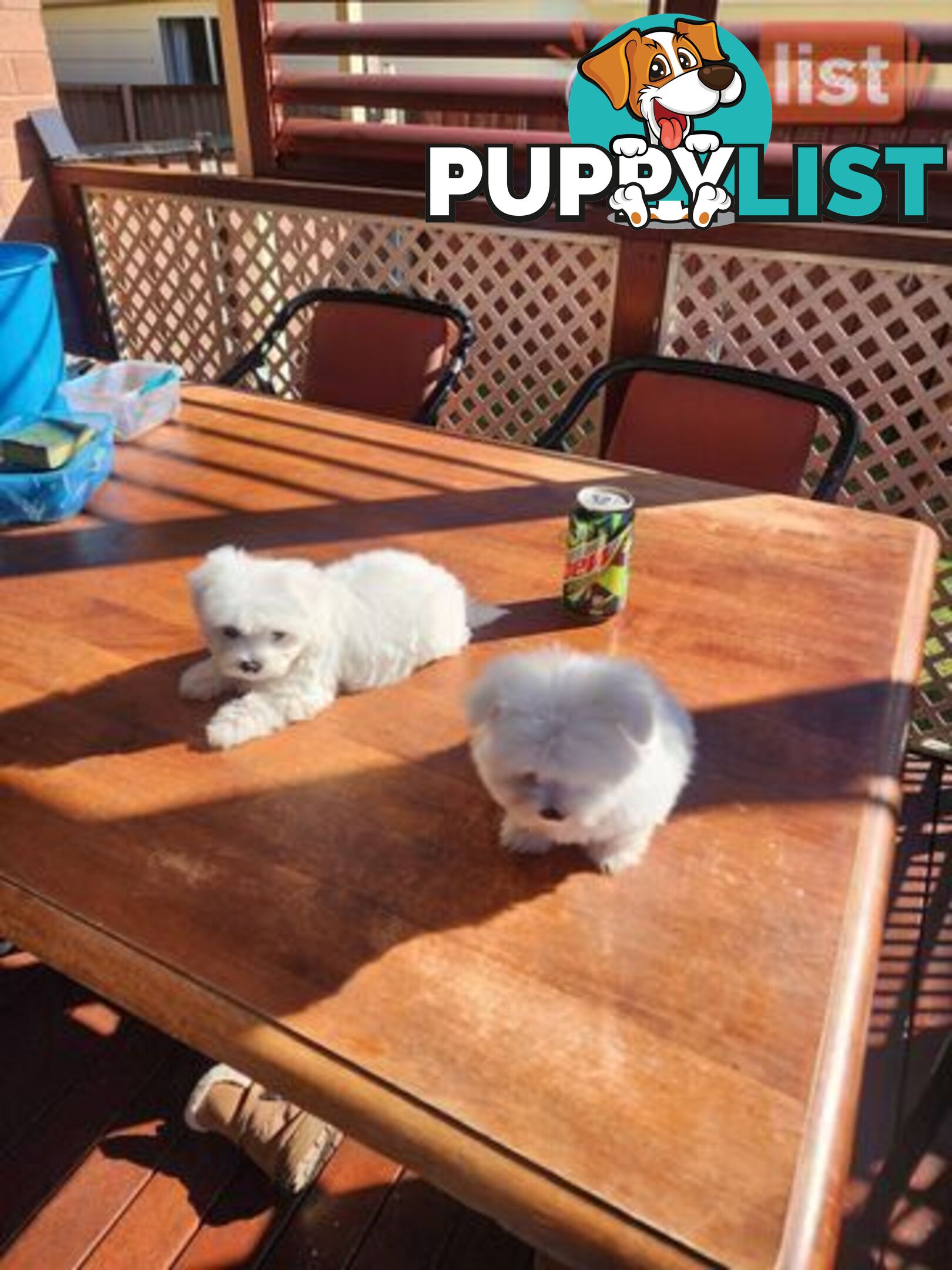 Maltese puppies purebred