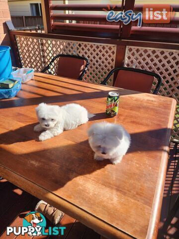 Maltese puppies purebred