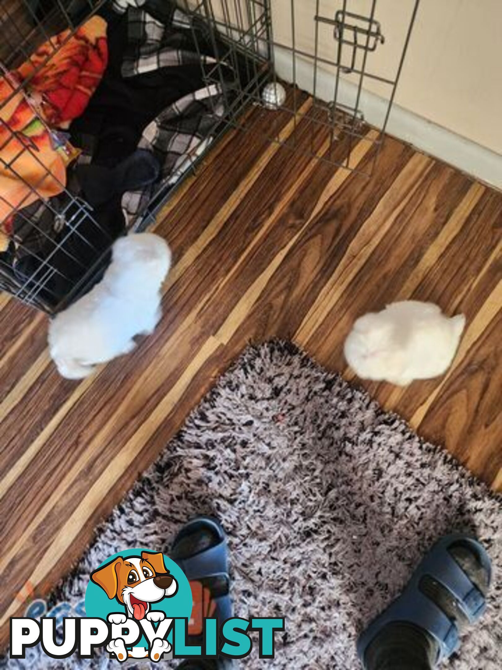 Maltese puppies purebred