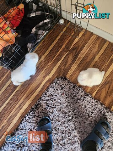 Maltese puppies purebred