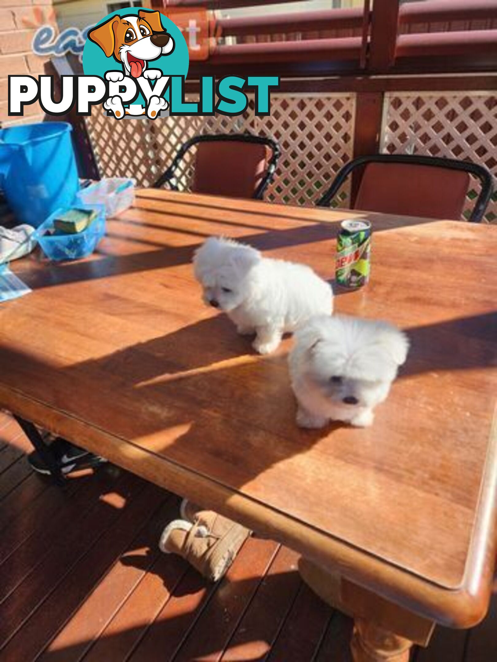 Maltese puppies purebred
