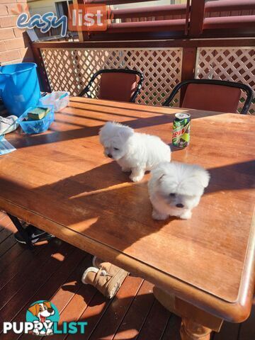 Maltese puppies purebred