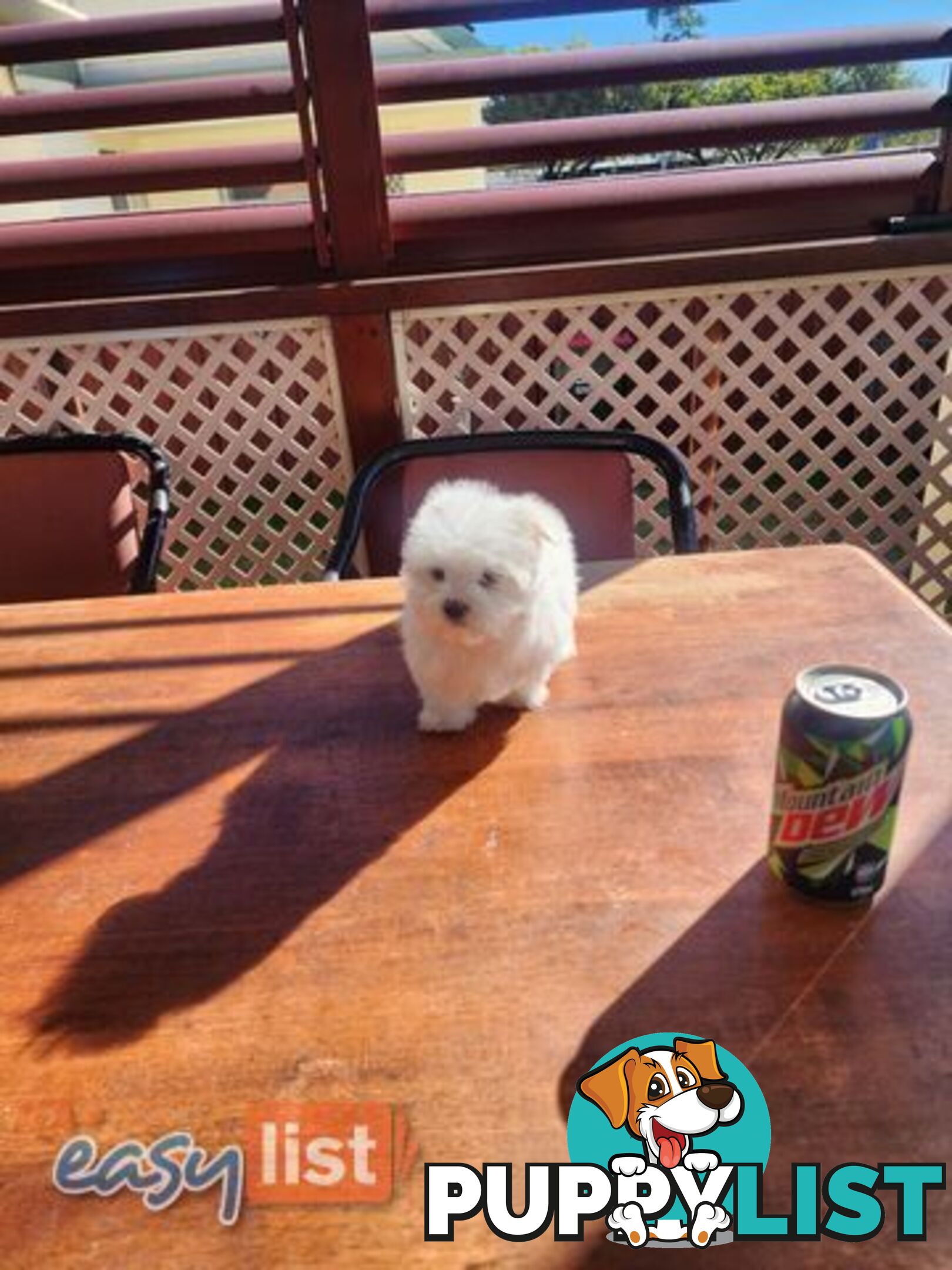 Maltese puppies purebred