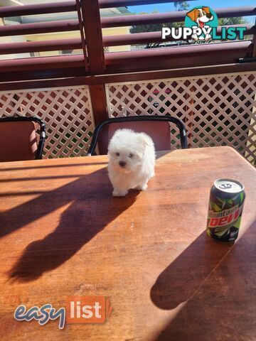Maltese puppies purebred