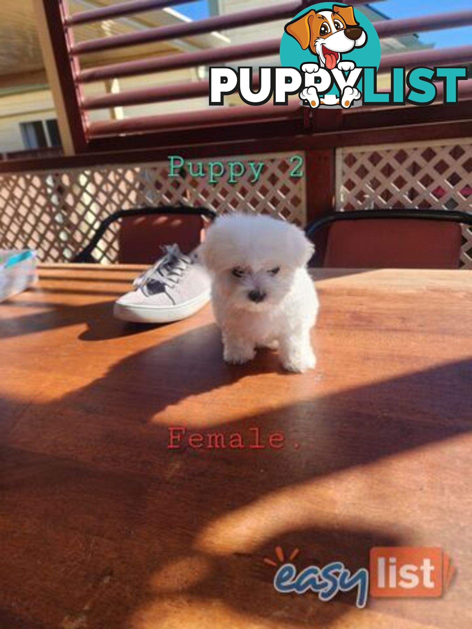 Maltese puppies purebred