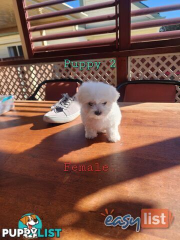 Maltese puppies purebred