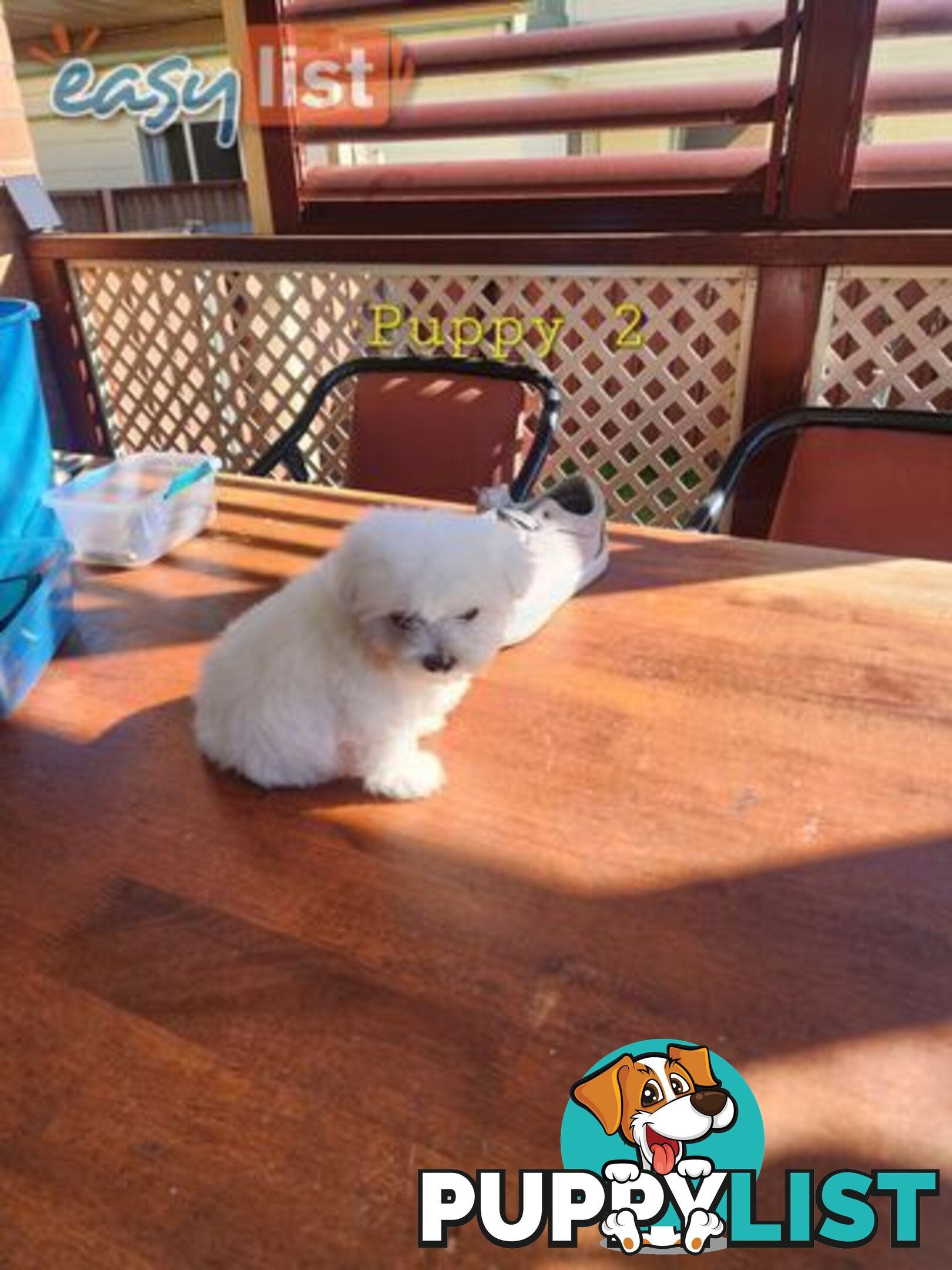 Maltese puppies purebred