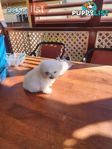 Maltese puppies purebred