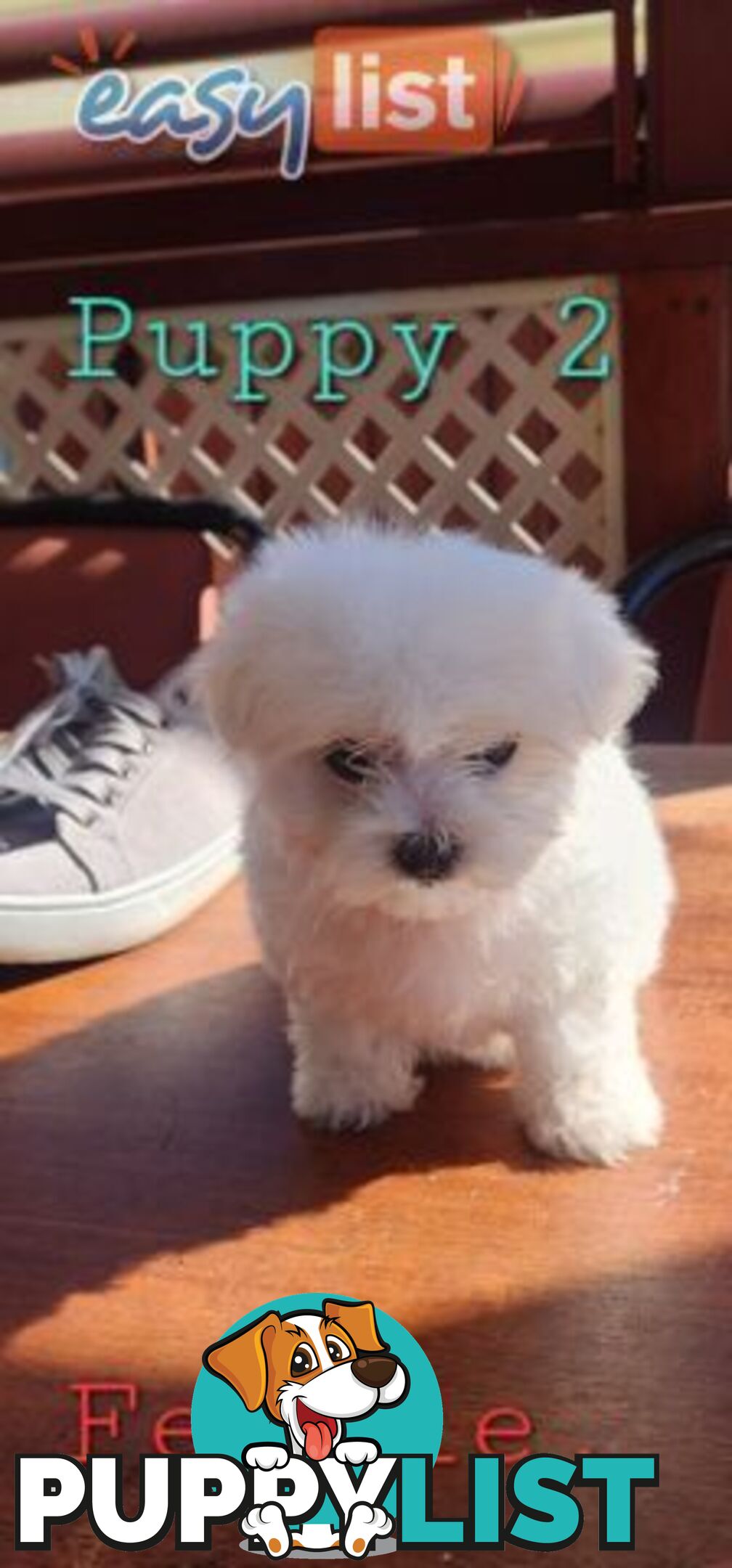 Maltese puppies purebred