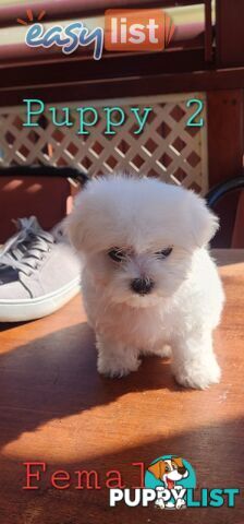 Maltese puppies purebred