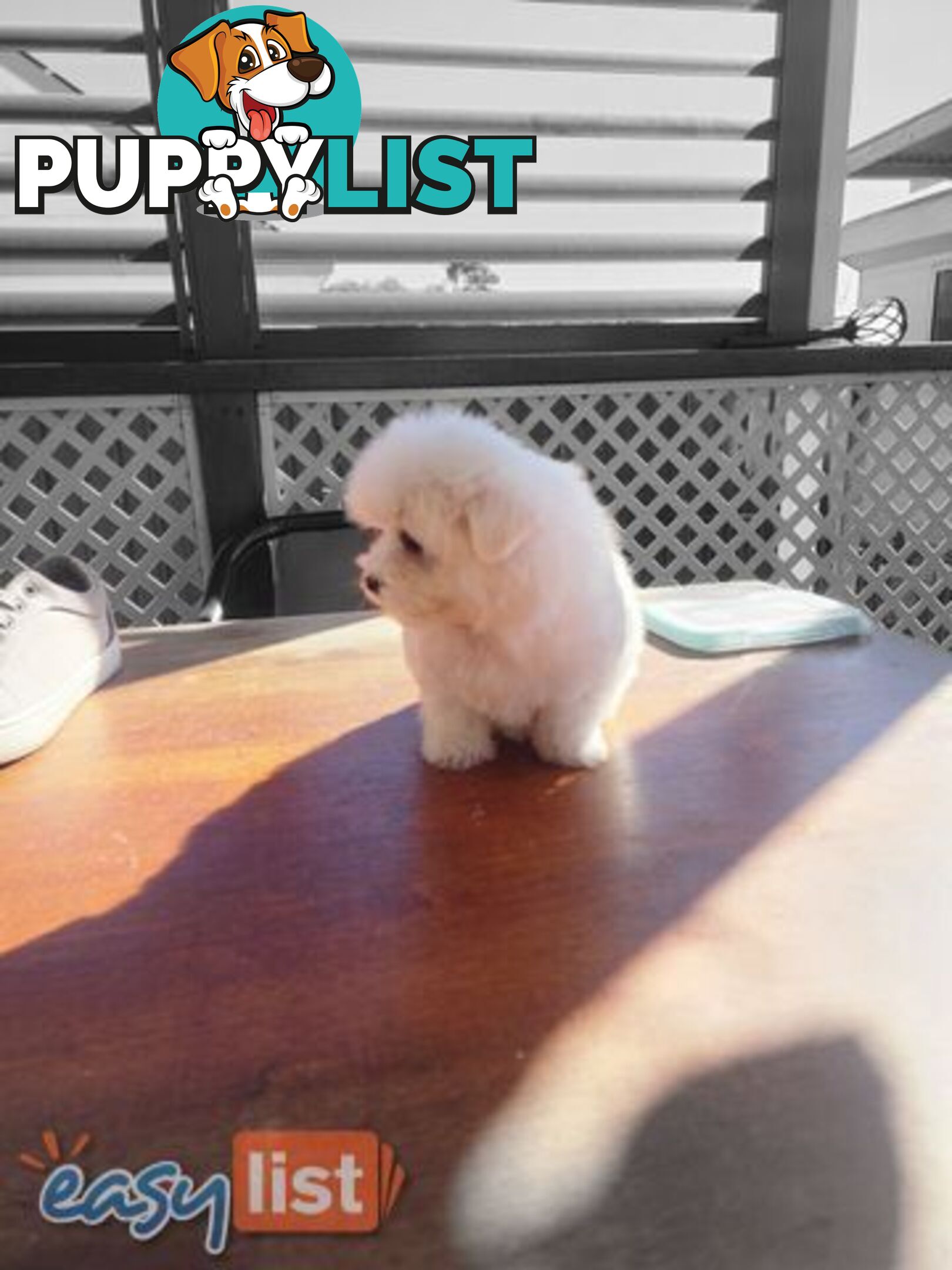 Maltese puppies purebred